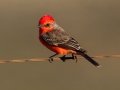 Vermilion Flycatcher