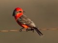 Vermilion Flycatcher
