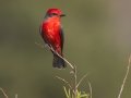 Vermilion Flycatcher