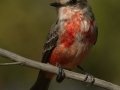 Vermilion Flycatcher