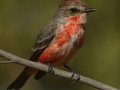 Vermilion Flycatcher