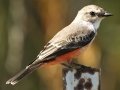Vermilion Flycatcher