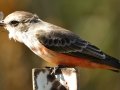 Vermilion Flycatcher