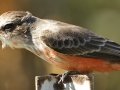 Vermilion Flycatcher