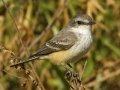 Vermilion Flycatcher