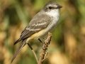 Vermilion Flycatcher