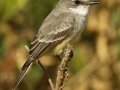 Vermilion Flycatcher
