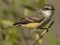 Vermilion Flycatcher