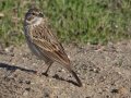 Vesper Sparrow