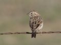 Vesper Sparrow