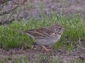 Vesper Sparrow