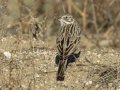 Vesper Sparrow