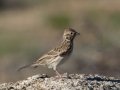 Vesper Sparrow