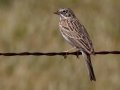 Vesper Sparrow