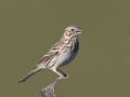 Vesper Sparrow
