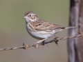 Vesper Sparrow - Barnett Ranch