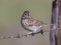 Vesper Sparrow - Barnett Ranch