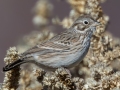 Vesper Sparrow - Jacumba