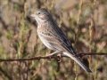Vesper Sparrow - Ramona Grasslands Preserve