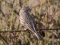 Vesper Sparrow - Ramona Grasslands Preserve