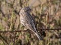 Vesper Sparrow - Ramona Grasslands Preserve
