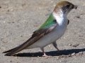 Violet-green Swallow