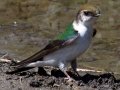 Violet-green Swallow