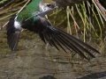 Violet-green Swallow