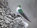 Violet-green Swallow