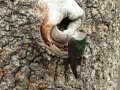 Violet-green Swallow