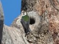 Violet-green Swallow