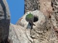 Violet-green Swallow