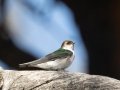 Violet-green Swallow