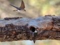 Violet-green Swallow