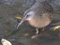 Virginia Rail