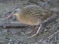 Virginia Rail
