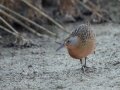Virginia Rail