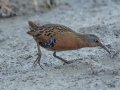 Virginia Rail