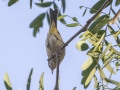 Virginia's Warbler - San Diego, CA - Incidental
