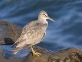 Wandering Tattler Wandering Tattler