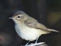 Warbling Vireo (Western)