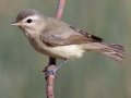 Warbling Vireo (Western)