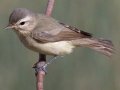 Warbling Vireo (Western)
