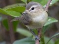 Warbling Vireo (Western)