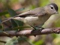 Warbling Vireo (Western)