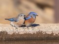 Western Bluebirds - Laguna Mtns.--Big Laguna & Meadow, San Diego, California, 11/11/2018