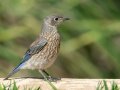 Western Bluebird - Barnett Ranch Preserve, San Diego, California, August 10, 2016