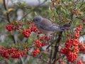 Western Bluebird -Julian--town, San Diego, California, December 6, 2015