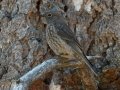 Western Bluebird - Dos Picos County Park, Ramona, San Diego, California, July 15, 2017
