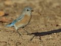 Western Bluebird - Rangeland Rd., San Diego, California,, 1/13/2018